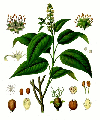 CROTON TIGLIUM